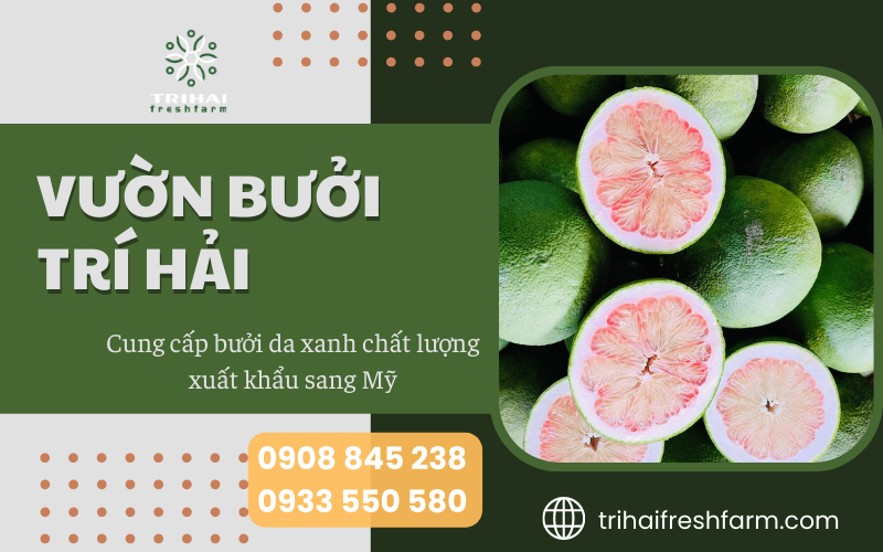 bưởi hồng da xanh xuất khẩu sang Mỹ